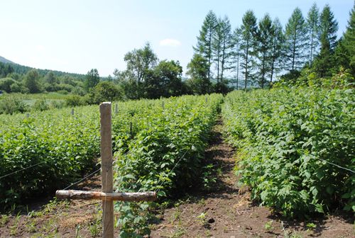 致富好项目大地果汁厂红树莓种植获丰收