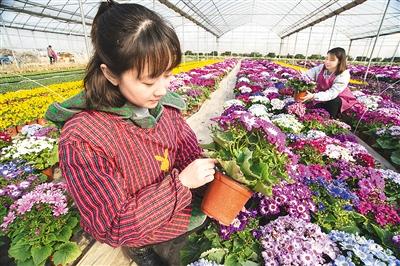 海安县城东镇花农在家门口"花卉工厂"里培育花卉苗木