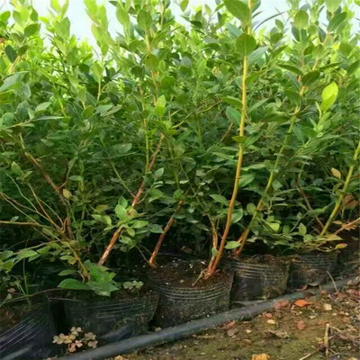 极耐寒钱德勒蓝莓苗培育基地钱德勒蓝莓苗苗木粗壮